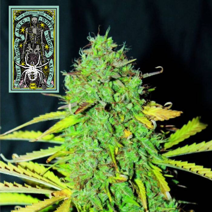 White Widow Auto