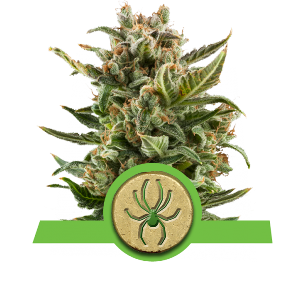 White Widow Automatic