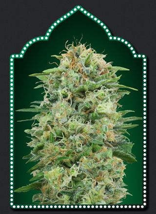 White Widow CBD
