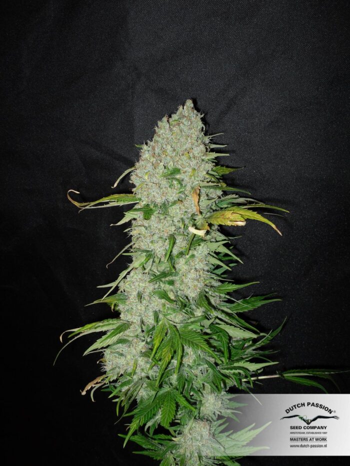 White Widow