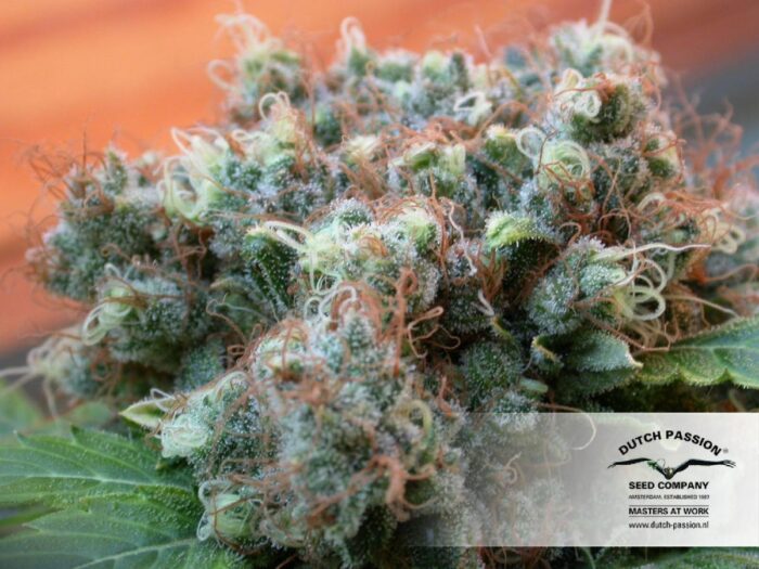 White Widow