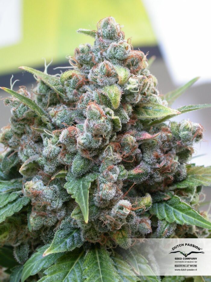 White Widow