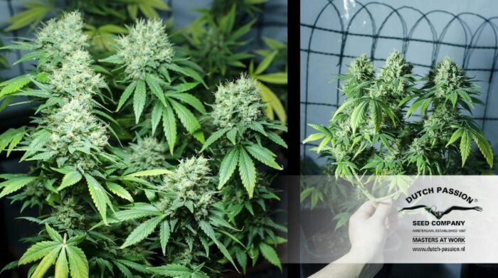 White Widow