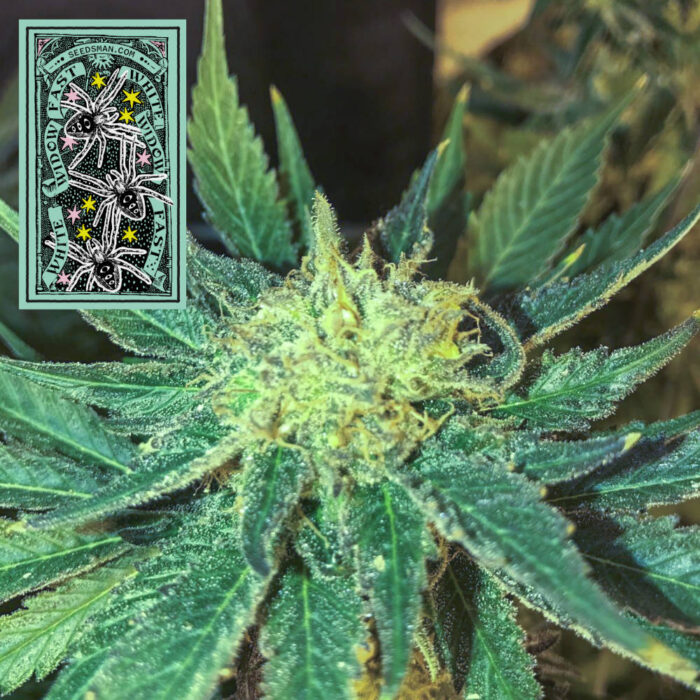 White Widow Fast