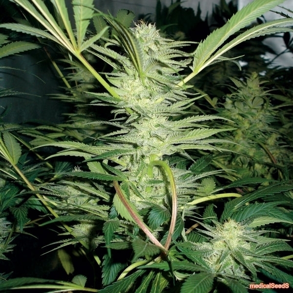 White Widow