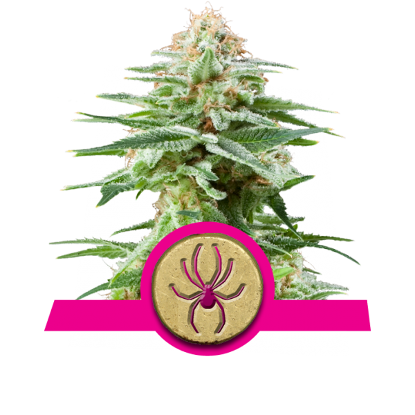 White Widow