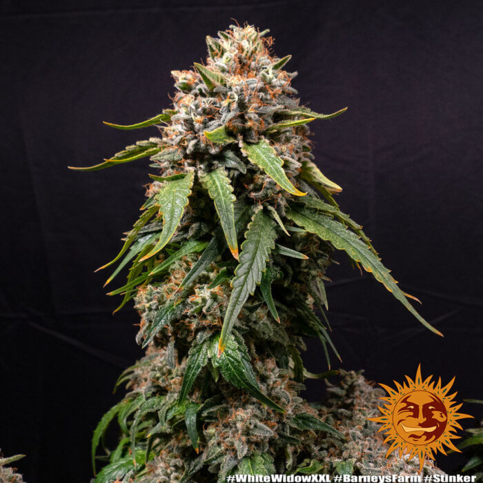 White Widow XXL