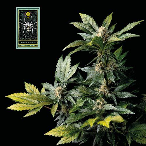 White Widow