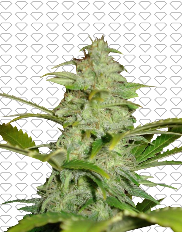 White Widow AUTO