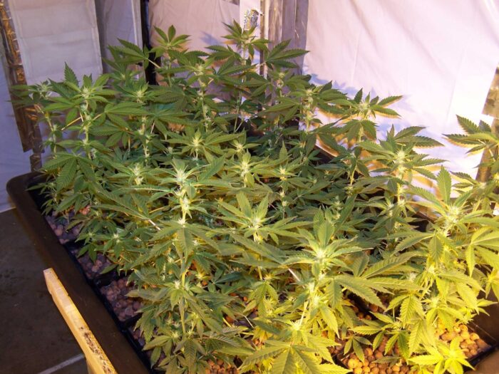 Afghan Kush