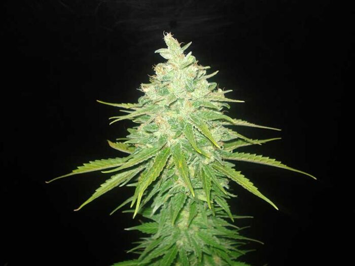 Afghan Kush x Black Domina