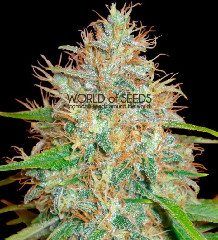 Afghan Kush x Skunk
