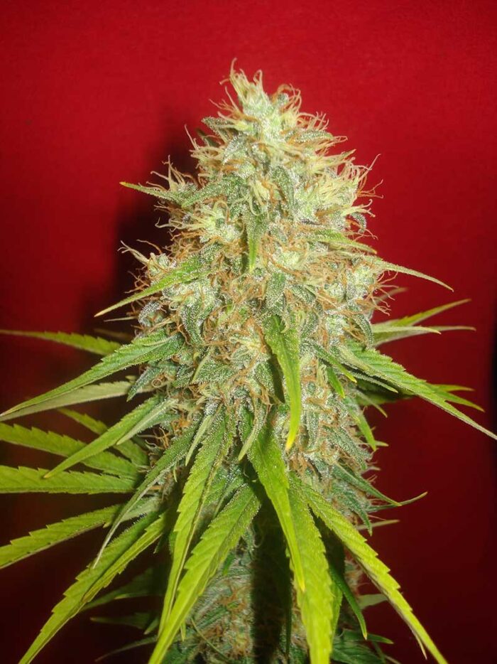 Afghan Kush x Skunk