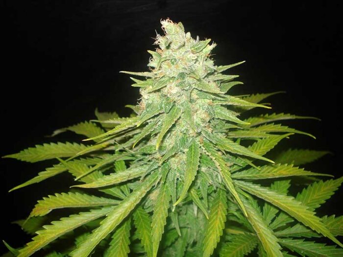 Mazar x Great White Shark