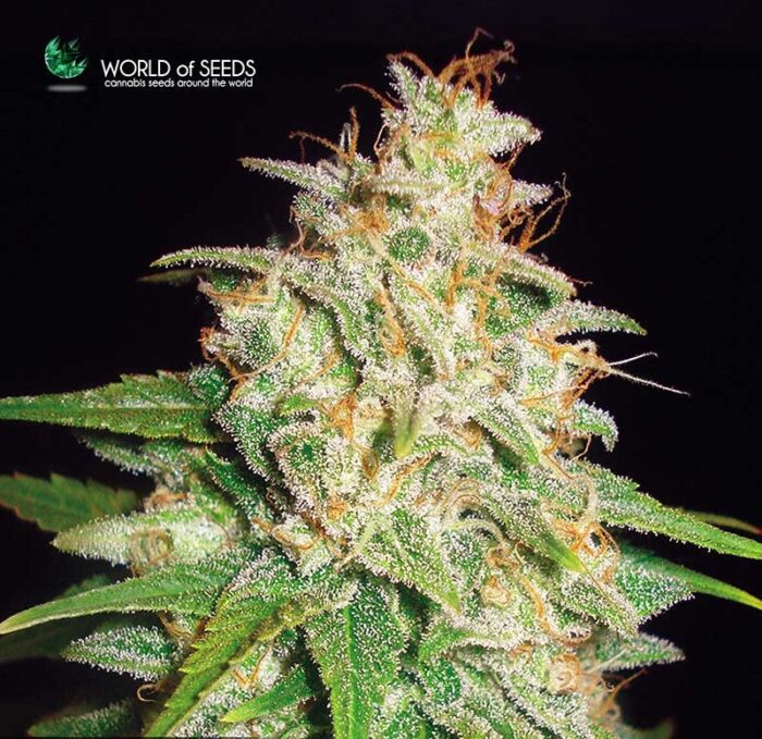 Mazar x White Rhino