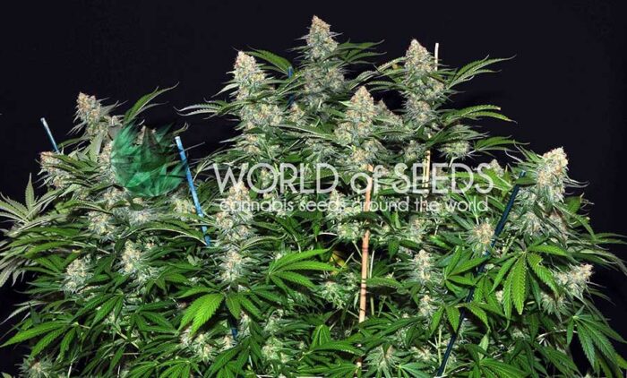 Mazar x White Rhino