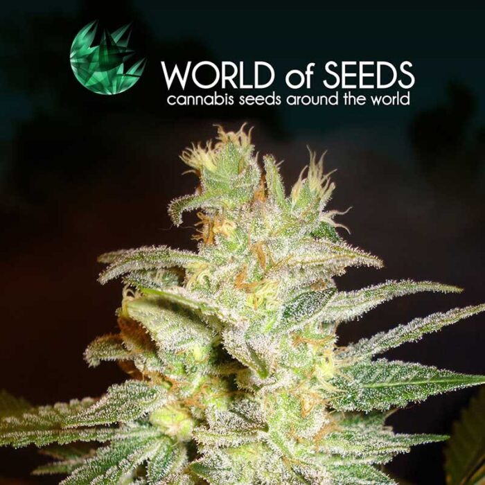 Northern Light x Big Bud