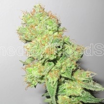 Y Griega CBD