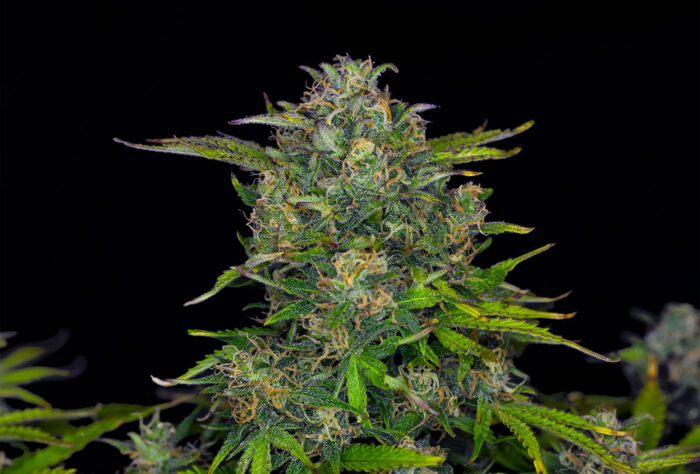 Zkit Kandy Dream Auto