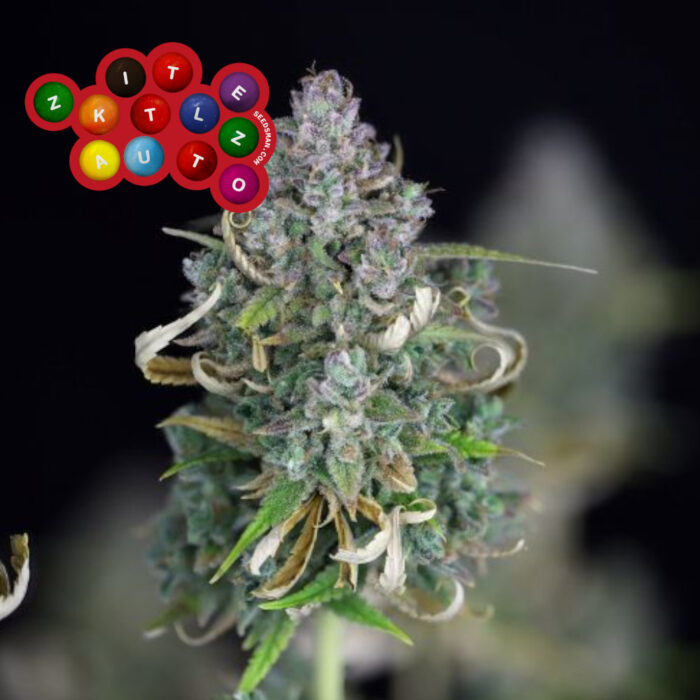 Zkittlez Auto