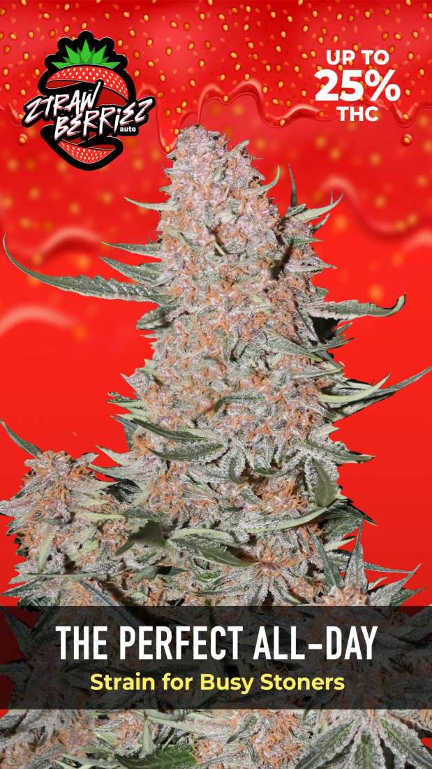 Ztrawberriez Auto