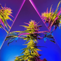 LSD