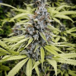 Afghan Kush