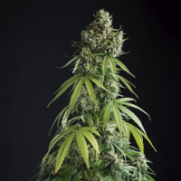 Afghan
