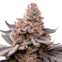 AK 47