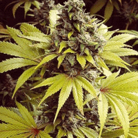 Amnesia Haze