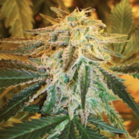 Big Bud