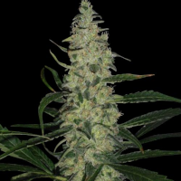 Blue Cheese