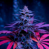 Blueberry