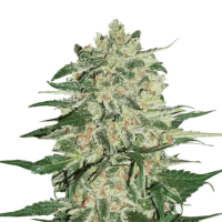 Bruce Banner
