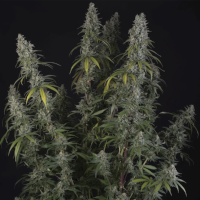 Bubba Kush