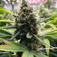 Girl Scout Cookies