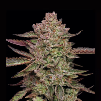 Gorilla Glue