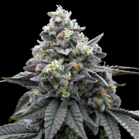 Green Crack