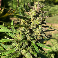 Jack Herer