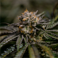 Kush