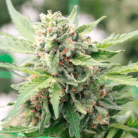 Lemon Haze