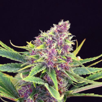 Purple Haze