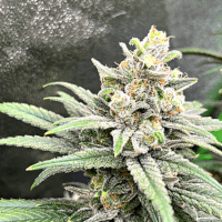 Northern Light