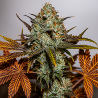 NYC Diesel