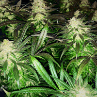 OG Kush
