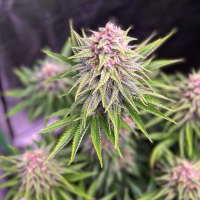 Purple Kush