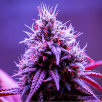Purple Punch