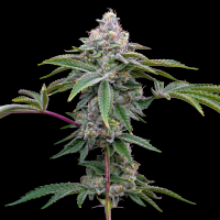 Sherbet