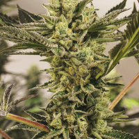 Skunk