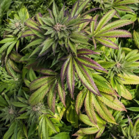 Sour Diesel